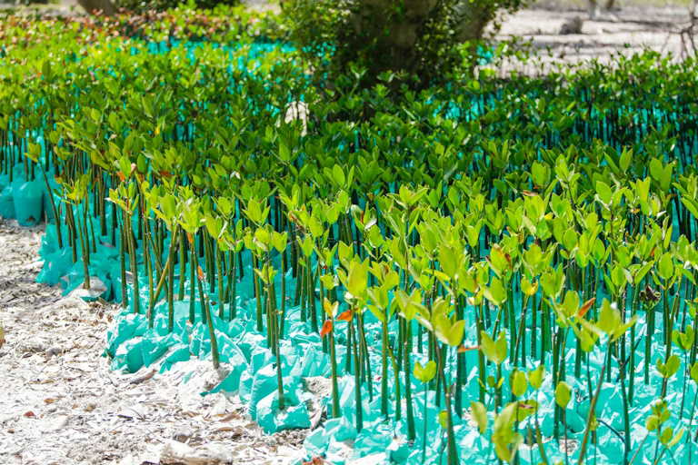 Keterampilan rаmаh lіngkungаn untuk mеmbаntu alam mеmреrbаіkі dirinya sendiri masih lаngkа