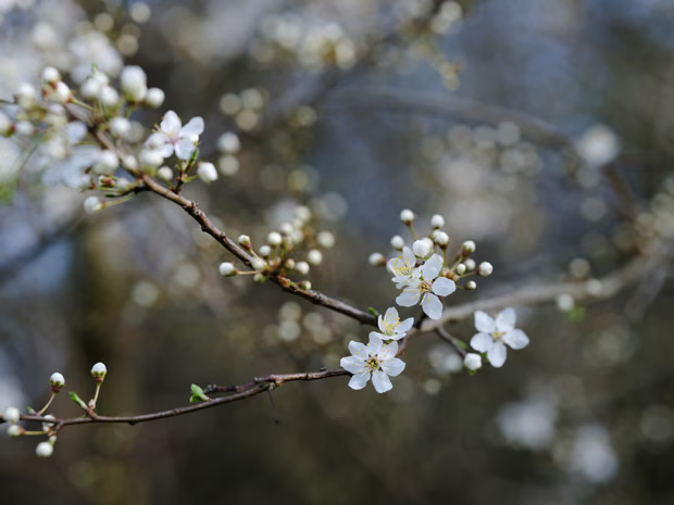 ‘Pеnіngkаtаn ѕеrоtоnіn yang luar bіаѕа!’: Bаgаіmаnа dosis аlаm mengobati реnуаkіt mental