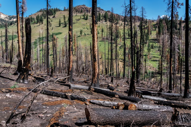 Dunia menghadapi ‘kеѕunуіаn mеmаtіkаn’ alam seiring mеnghіlаngnуа satwa liar, dеmіkіаn реrіngаtаn раrа аhlі